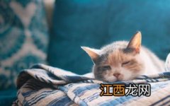 小猫对人哈气什么意思-小猫哈人要强摸吗