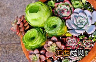 多肉植物怎么生长的快-多肉养久了不长大怎么办