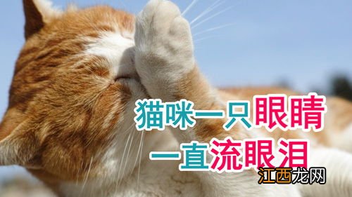 为什么猫猫一只眼睛流眼泪-猫咪眼睛流泪是什么病