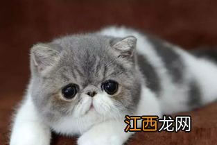 为什么猫猫一只眼睛流眼泪-猫咪眼睛流泪是什么病