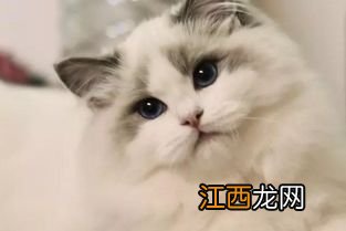 为什么猫猫一只眼睛流眼泪-猫咪眼睛流泪是什么病