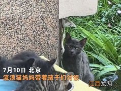 幼崽猫为什么老是叫怎么办-小猫爱叫长大也爱叫吗