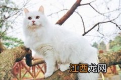 长毛猫需要吃化毛膏吗-长毛猫毛发怎么护理