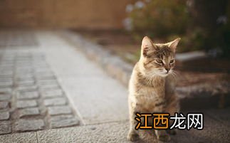 长毛猫需要吃化毛膏吗-长毛猫毛发怎么护理