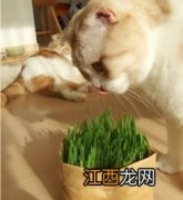 猫咪不肯吃化毛片怎么办-猫咪吃化毛膏要怎么量合适