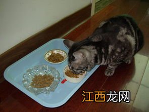 猫咪不肯吃化毛片怎么办-猫咪吃化毛膏要怎么量合适