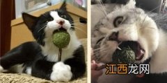 给猫咪磨牙用什么好-小猫多大磨牙磨爪子