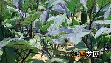 茄子双干整枝方法简介 为什么双干整枝能高产