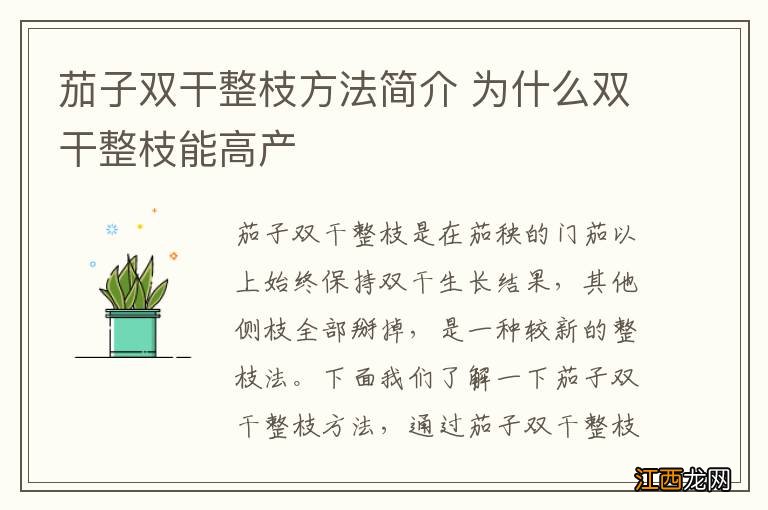 茄子双干整枝方法简介 为什么双干整枝能高产