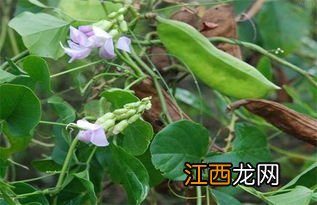 刀豆脱荚的原因是什么-自己种刀豆怎么预防花荚脱落