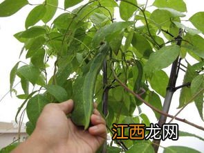 刀豆脱荚的原因是什么-自己种刀豆怎么预防花荚脱落