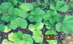 冬寒菜几月播种-冬寒菜播种后几天发芽