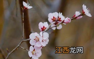 桃树如何施肥才能高产-给桃树施肥哪些是要注意的