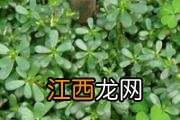 马齿苋艾草治疗激素脸吗 激素脸治疗方法