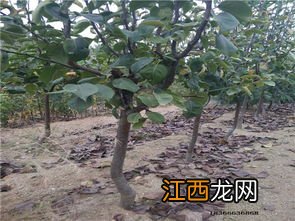 什么砧木可以嫁接梨树-如何判断嫁接梨树是否存活