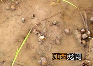 怎么消灭福寿螺而不伤鱼虾-福寿螺的克星是什么