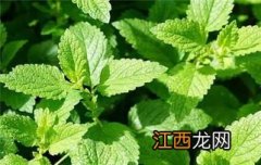 薄荷枯萎怎么救活-养薄荷怎么避免薄荷枯萎