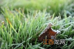 今年霜降是哪天2022-霜降后多久下霜