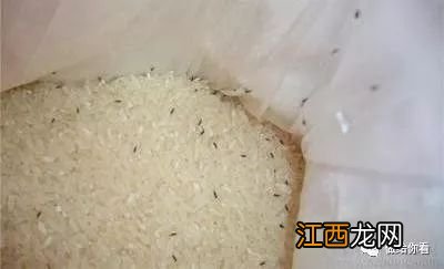 米面里生的虫子吃了会怎么样-米面的虫子怎么来的