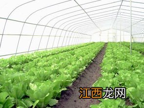 冬季蔬菜育苗要点有哪些-气温低的时候怎么养殖蔬菜