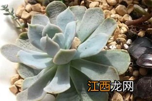 多肉叶片软绵绵的是光照不充足吗-多肉植物的叶片为什么软塌塌