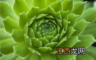 多肉叶片软绵绵的是光照不充足吗-多肉植物的叶片为什么软塌塌