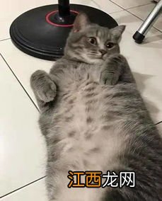 狗狗吃了猫屎跟猫砂会有事吗-狗吃了猫粑粑会怎么样