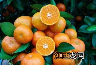 砂糖橘果实小的原因是什么-自己种砂糖橘如何增产增大