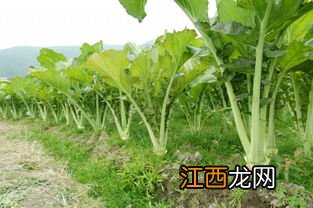 大头菜秋天能种植吗-自己种大头菜哪些是要注意的
