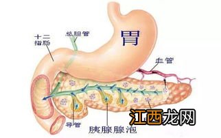 怎样确定是不是胰腺疼-胃疼和胰腺疼的区别有哪些