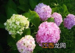 孕妇养绣球花会致畸吗-孕妇可以闻绣球花味道吗