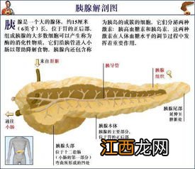 胰腺炎的人基本废了真的假的-胰腺炎要花几十万是真的吗