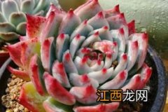 吉娃莲容易长侧芽吗-吉娃莲怎么养茎叶紧凑