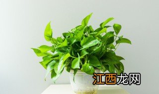 有哪些花卉不能过冬天 什么花可以过冬天