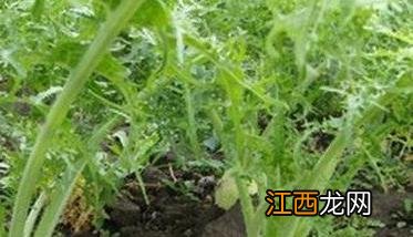 球茎茴香的生长条件有哪些 球茎茴香种植方法