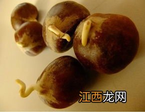 板栗发芽可不可以食用-板栗发芽是什么样子的