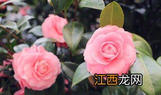 冬天能开花的室内花卉有哪些 哪些花卉可以冬天开花