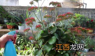 冬天哪些花卉需施肥水 冬天哪些花卉需施肥