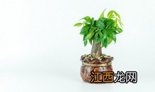 树木种植有哪些条件，树木种植有哪些条件呢