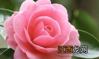 冬天家里的花卉有哪些,冬天家里的花卉有哪些种类