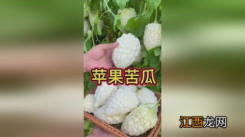 生苦瓜可以榨汁饮用吗-苦瓜榨汁是生还是熟