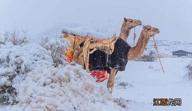 异常天气再现，罕见世界奇观，雪落撒哈拉沙漠