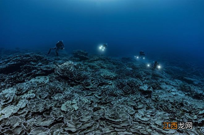 南太平洋大溪地发现世界最大原始珊瑚礁，科学家惊叹难以置信