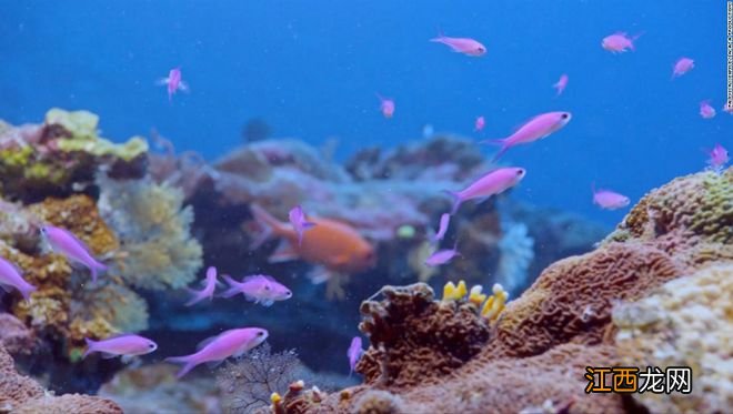 南太平洋大溪地发现世界最大原始珊瑚礁,科学家惊叹难以置信