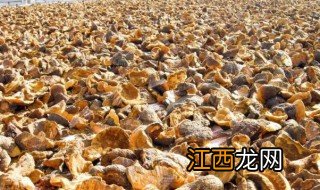 桑黄种植条件有哪些 桑黄种植条件有哪些品种