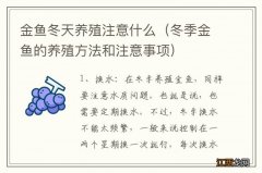 冬季金鱼的养殖方法和注意事项 金鱼冬天养殖注意什么