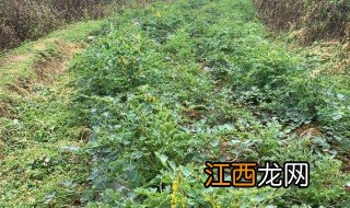 种植黄连需要哪些条件呢 种植黄连需要哪些条件呢视频