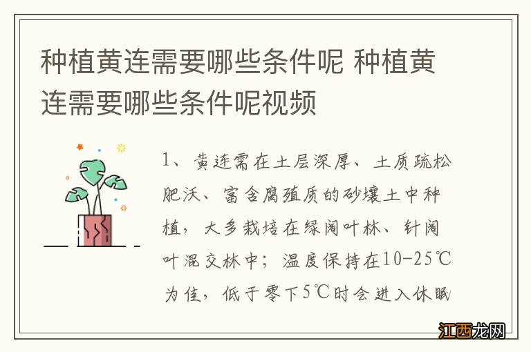 种植黄连需要哪些条件呢 种植黄连需要哪些条件呢视频