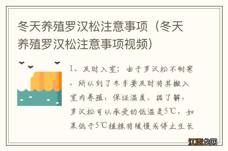 冬天养殖罗汉松注意事项视频 冬天养殖罗汉松注意事项