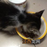 刚出生的猫有跳蚤吗-小奶猫身上有跳蚤怎么办